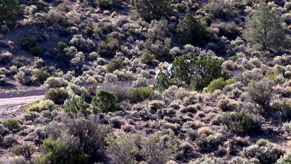 Can you spot the Area 51 Cammo Dudes hiding in this picture? (Credit: Glenn Campbell/YouTube)