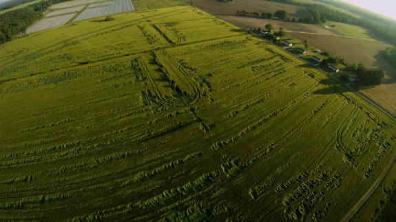 Flattened Barley near Dover Air Force Base. (Credit: thesalmonfarm.org)