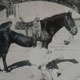 New Mexico woman’s horseback pursuit of a UFO in 1947
