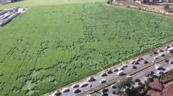 Visitors to the crop formations in Texecoco, Mexico caused traffic jams. (Credit: El Universal)