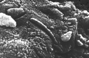Professor looking for a new way to detect ET life