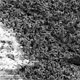Bacteria could power ‘microrovers’ in space