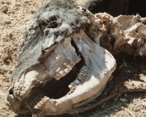 Investigating the bizarre animal mutilation phenomenon