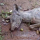 Recent media reports on animal mutilations