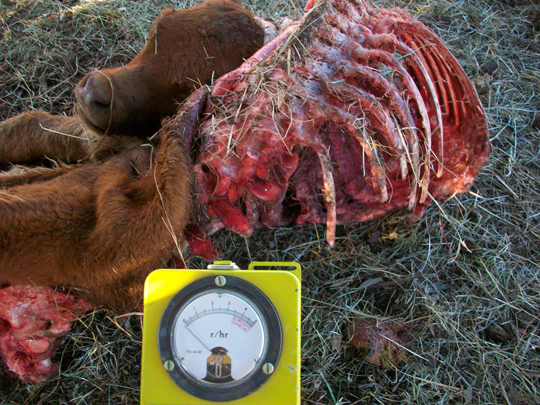 Sanchez calf had no unusual radiation emissions (image credit: Chuck Zukowski)