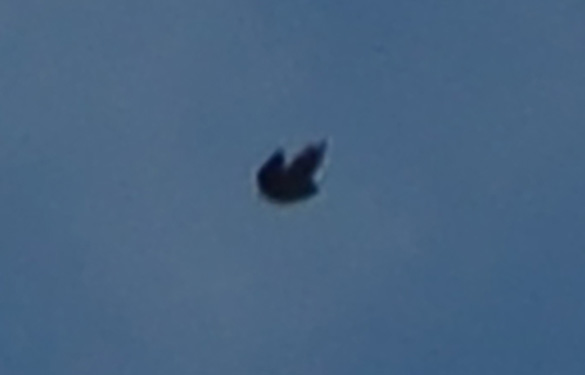Cropped and enlarged portion of Witness Image #2. (Credit: MUFON)