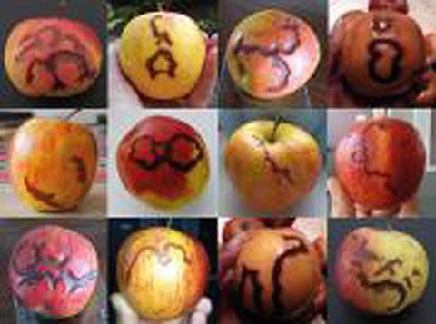 Some of the photos sent in by visitors to this July 21st circle who took apples  into it with them & whose apples later developed these markings.