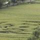 Crop circle appears in Indonesia