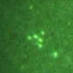 Irish given credit for Californian UFO video