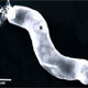 NASA quick to disassociate itself from alien bacteria claim
