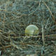Micro-sphere photographs from Phoenix, Arizona