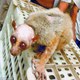 Panicked villagers mistake monkey for an alien