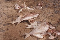 Dead fish in New Zealand (credit: Geoff Dale / NZ Herald)