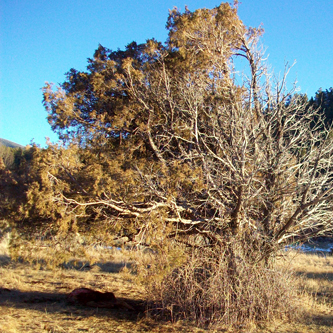 New mysterious mutilations in Colorado’s San Luis Valley