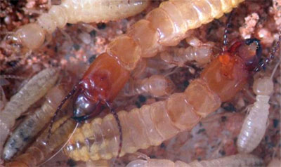 Sand termites. (Credit: N.  Juergens/Science)