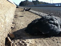 Dead birds in Texas (credit: KLTV)