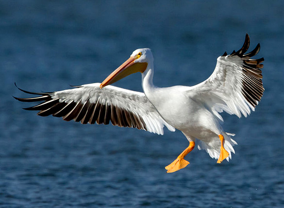 An American White Pelican. Paranomral researcher Chriss Pagani believes the object was most likely a pelican. (Credit: Manjith Kainickara/Wikimedia Commons)