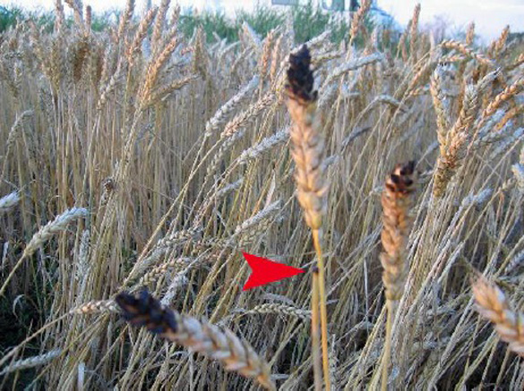 Blackened seed-heads in Aug.2, 2010 Dutch crop circle, which lab analyses proved were burned. Photo: Roy Boschman