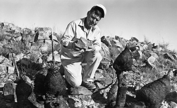 William Mayfield of the Gleeson Museum examining the burnt rocks and cacti at the UFO site. (Credit: Arizona Daily Star/Tucson Citizen/Dan Tortorell)