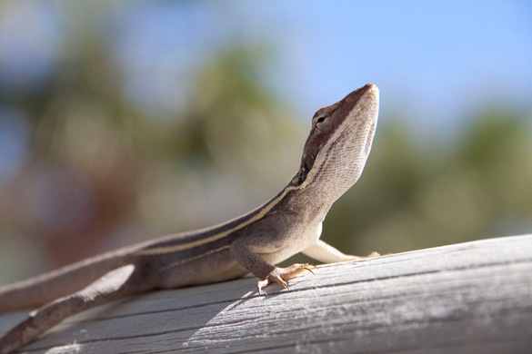 Sunbathing lizard. (Credit: sharkaroo.net/)