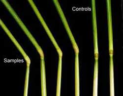 Elongated nodes and control plants (image credit: BLT Research)
