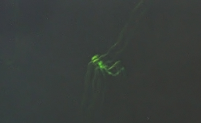 green entities