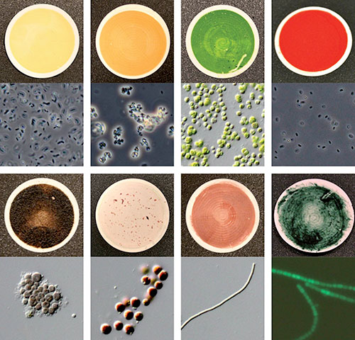 Eight of the 137 microorganism samples used to measure biosignatures for the catalog of reflection signatures of Earth life forms. (Credit: Hegde/Max Planck Institute)