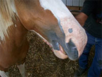Circular mark on the surviving horse's nose (credit: Chuck Zukowski)