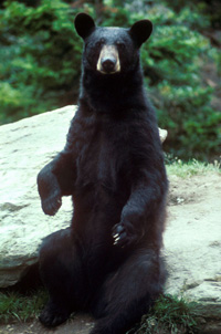 When the bears were first videotaped in the wild it appeared that they had no interest in the UFO moving overhead. Pictured: American black bear. (Credit: Wikimedia Commons)