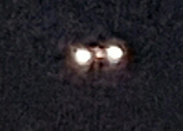Cropped and enlarged version of witness Image # 1. (Credit: MUFON)