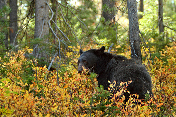 Researchers eventually learned that UFOs moving overhead increased the bear’s heart rate. Pictured: American black bear. (Credit: Wikimedia Commons)