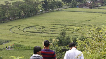 Crop circle in Indonesia (credit: Tribunnews.com / Hasan Sakri Ghazali)