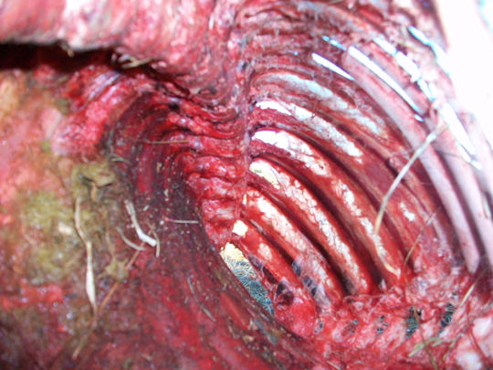 Inside the rib cage, all organs have been carefully removed. (image credit: Chuck Zukowski)