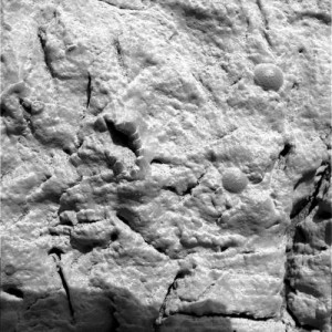 The potentially fossilized crinoid. (Credit: NASA/JPL/Cornell/USGS)